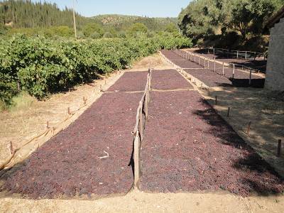 Παραλαβή σταφίδας από την Ένωση 