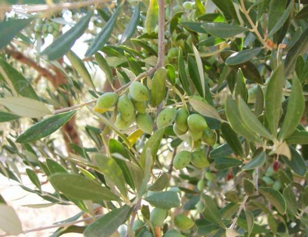Ευθύνες στον… καιρό για το δάκο από τον υπουργό Αγροτικής Ανάπτυξης