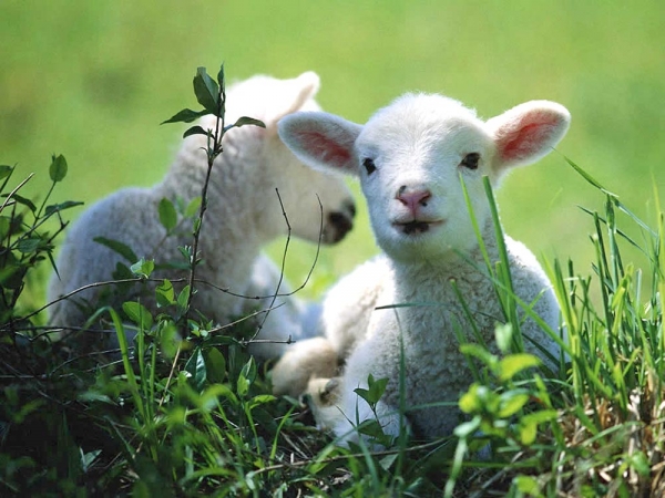 5 χρόνια σε Αλβανό που έκλεψε και… έψησε αρνιά