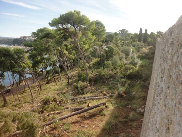 Η Περιφέρεια ζητεί ενημέρωση για την κοπή των πεύκων στο Νιόκαστρο