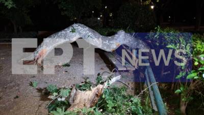 Ζάππειο: Κλαδί καταπλάκωσε τρεις Καναδούς τουρίστες! (βίντεο)