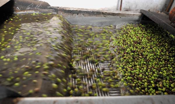 Μεσσηνία: 3,5 ευρώ το κιλό η τιμή του λαδιού