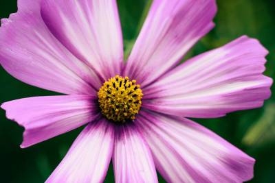 Τι λένε τα ζώδια σήμερα (1/7)