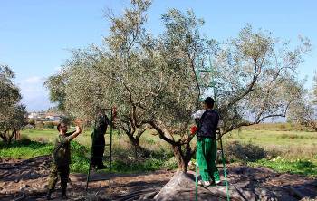 Αρχισε το λιομάζωμα στην Τριφυλία: Προσδοκούν καλή χρονιά οι παραγωγοί