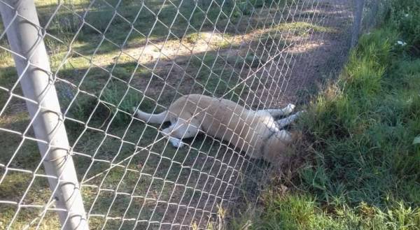 Ξανά φόλες στην Αγριλιά