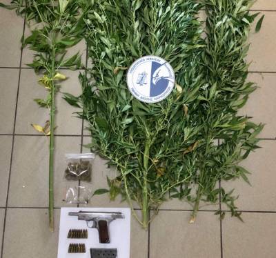 64χρονος καλλιεργούσε χασισόδεντρα στην αυλή του σπιτιού του στο Πλατύ