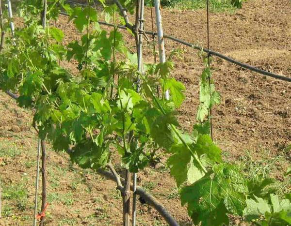 Ζημιές από τον καύσωνα στις σταφίδες της Τριφυλίας