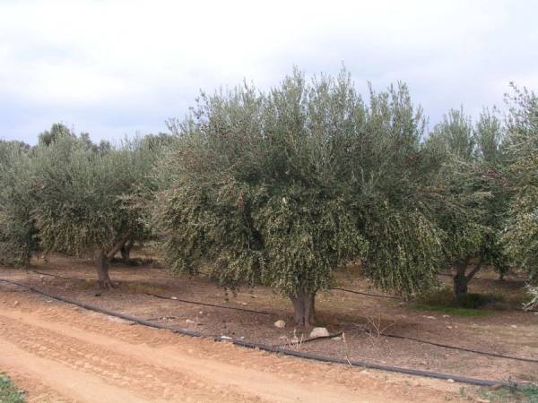 Δάνεια για αρδευτικά και όχι για αναπλάσεις