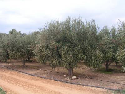 Δάνεια για αρδευτικά και όχι για αναπλάσεις