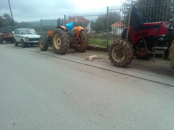 Καταγγέλλουν ότι περιπολικό σκότωσε σκύλο