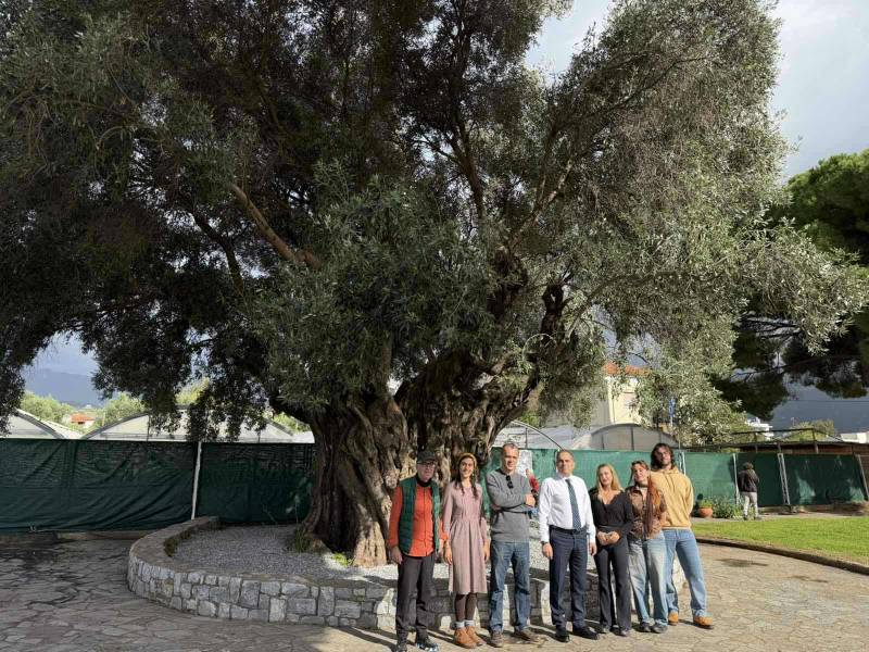 Καλαμάτα: Ημέρα γνωριμίας με τη «Μάνα Ελιά» με αφορμή την Παγκόσμια Ημέρα Ελιάς