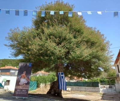 Φάκελος για Δίκτυο Αιωνόβιων Δέντρων