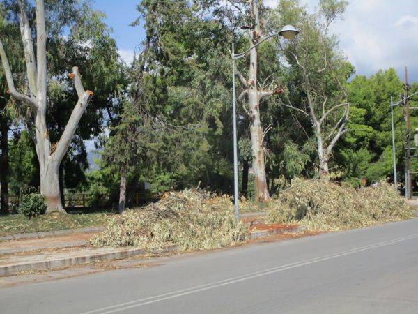 Μαζεύουν τα κλαδέματα