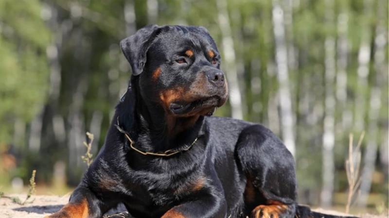 Ροντβάϊελερ δάγκωσε στο πρόσωπο 2χρονο παιδάκι στην Κυπαρισσία