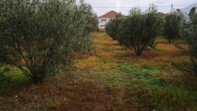 Σημαντική αύξηση της ελαιοκαλλιέργειας στα Τρίκαλα