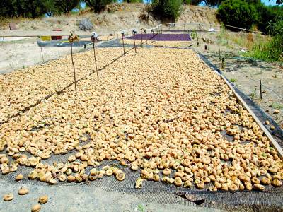 Από 0,92 έως 2,30 ευρώ αγοράζει σύκα η Συκική