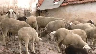 Ημαθία: Κτηνοτρόφος κατήγγειλε την κλοπή 500 ζώων- Θετικά τα τεστ για ευλογιά στην κτηνοτροφική μονάδα