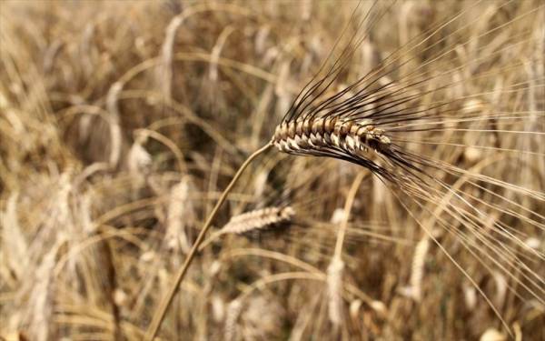 Ο παιδικός σταθμός Βέργας στο Φεστιβάλ Κινηματογράφου στο Ναύπλιο