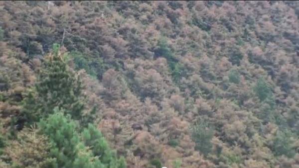 Ξεραμένα έλατα στον Ταΰγετο (βίντεο)