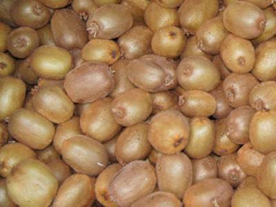 Διανομή ακτινίδιων σε δικαιούχους της Τριφυλίας