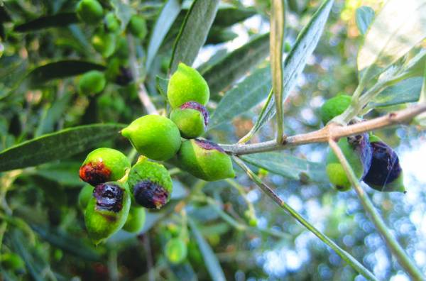 Παραμένει ο κίνδυνος προσβολής από δάκο