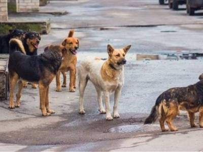 Ο πρόεδρος της Κοινότητας Κοπανακίου Παν. Παναγούλης: “Να βρεθούν οι ένοχοι για το θάνατο των αδέσποτων”