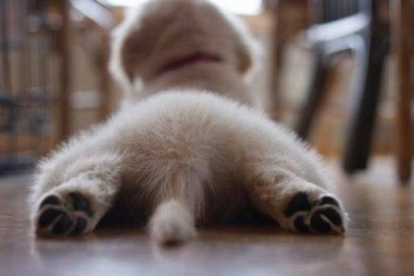 Φρίκη: Εκοψαν τα πόδια, την ουρά και το δεξί αυτί από κουτάβι στο Λουτράκι