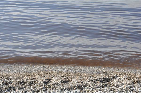 Λιόζουμα στο Αλμυρό (βίντεο)