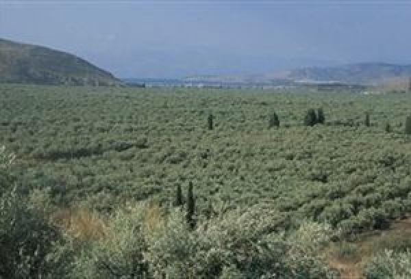 Ευρωπαϊκό Φόρουμ Ελαιοπαραγωγικών Περιφερειών: Η Πελοπόννησος... έλαμψε διά της απουσίας της