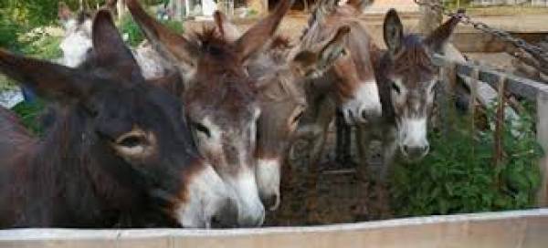 Θα ακολουθήσουν την τύχη των... γαϊδουριών