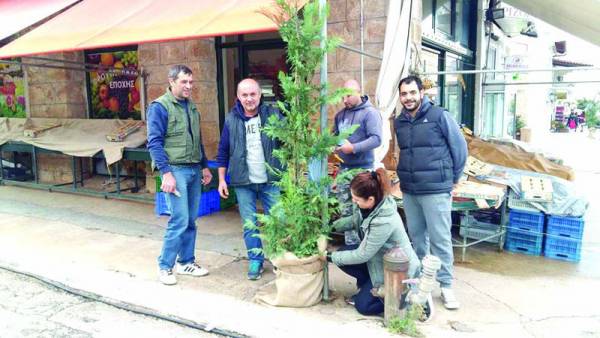 Δάσος χριστουγεννιάτικων δέντρων στην αγορά της Κυπαρισσίας