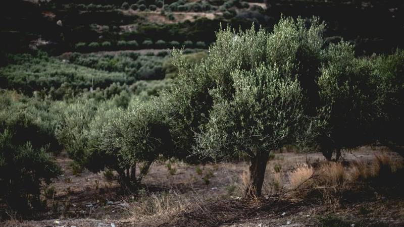 Διατήρηση ελαιώνων επιδοτούν οι Ιταλοί - Η Τοσκάνη δείχνει το δρόμο στην Περιφέρεια Πελοποννήσου