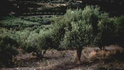 Διατήρηση ελαιώνων επιδοτούν οι Ιταλοί - Η Τοσκάνη δείχνει το δρόμο στην Περιφέρεια Πελοποννήσου
