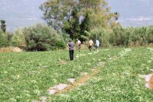 Στις 20 Μαΐου τα πρώτα υπαίθρια καρπούζια