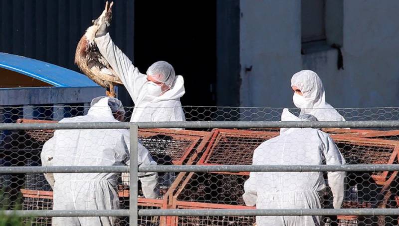 Γρίπη των πτηνών: Σπάνιο κρούσμα μετάδοσης της νόσου σε άνθρωπο στην Ισπανία