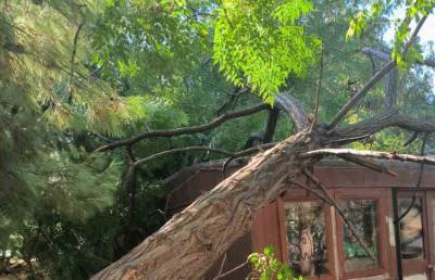 Πρόσφερε σκιά και ζωή σε μια γωνιά που όλοι αγαπήσαμε