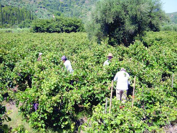 Πανηγύρια, σταφίδες, διαφήμιση και υπερτροφές