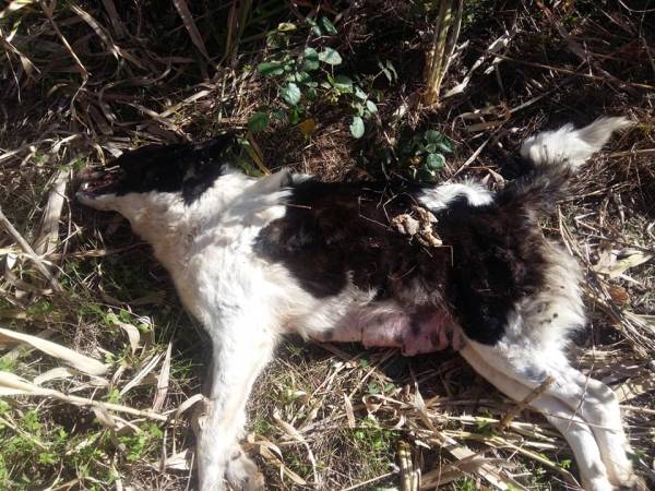 Θερίζουν οι φόλες στα Φιλιατρά