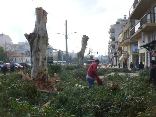 Κυκλοφοριακό χάος στην Αρτέμιδος για να κοπούν οι ευκάλυπτοι