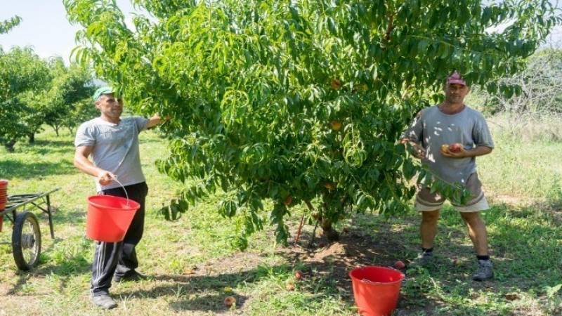 Πιο γρήγορες οι αποζημιώσεις από τον ΕΛΓΑ με τη βοήθεια της τεχνολογίας