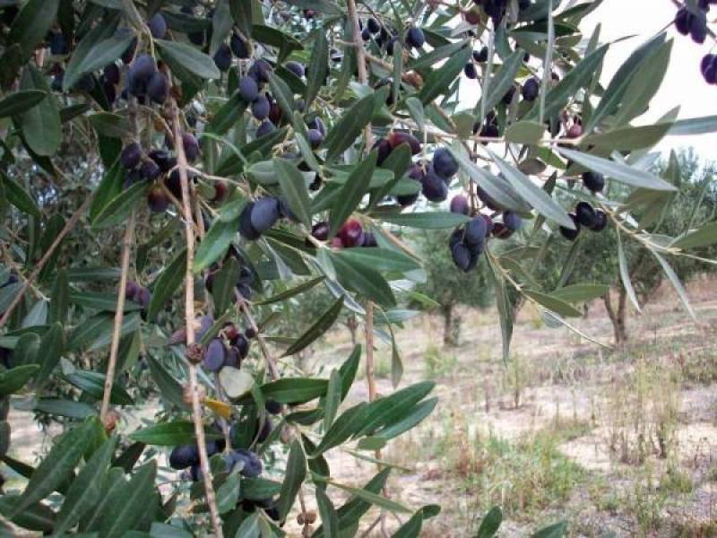 Μεσσηνία: Ευνοϊκές συνθήκες για την ανάπτυξη δάκου