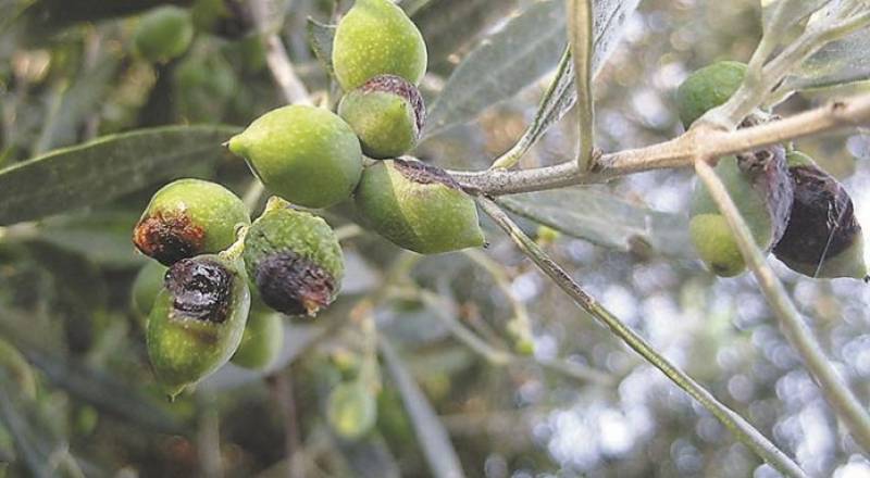 Μεσσηνία: Το πρόγραμμα της δακοκτονίας για την Παρασκευή (18/8)