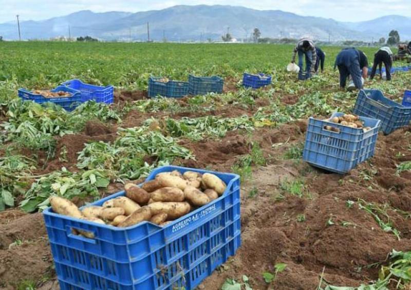 Μεσσήνη: Ψήφισμα στήριξης παραγωγών ανοιξιάτικης πατάτας