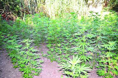 5 συλλήψεις για 154 χασισόδεντρα στην Οιχαλία