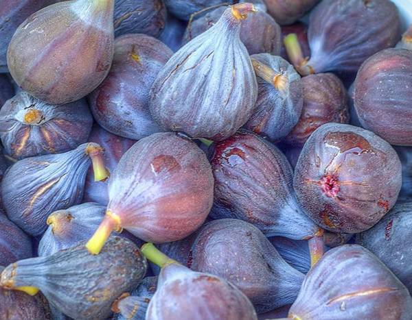 Μεσσήνη: Παρουσίαση Ημερολογίου με θέμα τη Γιορτή Σύκου στον Πολύλοφο