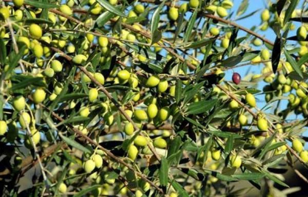 Προβλήματα με δάκο σε περιοχές της Τριφυλίας