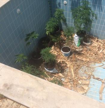 Σύλληψη 24χρονου στο Ακρογιάλι Αβίας με 103 χασισόδενδρα