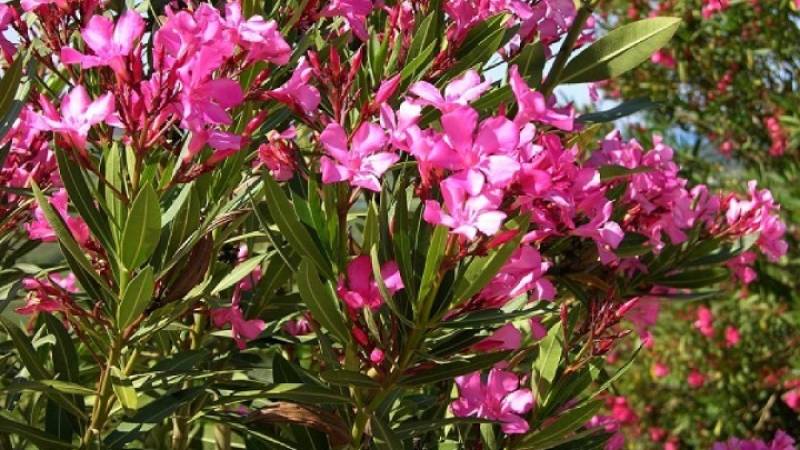 Πικροδάφνη: Τοξικοί κίνδυνοι για τα παιδιά και συστάσεις ΕΟΔΥ για προστασία (βίντεο)