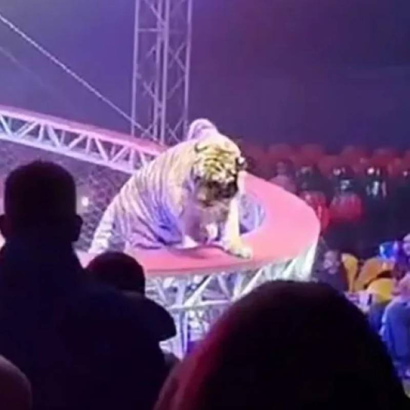 Ρωσία: Τίγρης πήδηξε στον κόσμο σε τσίρκο όταν έπεσε το προστατευτικό δίχτυ (βίντεο)