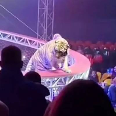 Ρωσία: Τίγρης πήδηξε στον κόσμο σε τσίρκο όταν έπεσε το προστατευτικό δίχτυ (βίντεο)